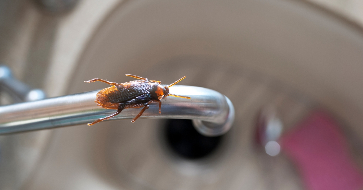 Cockroach on faucet
