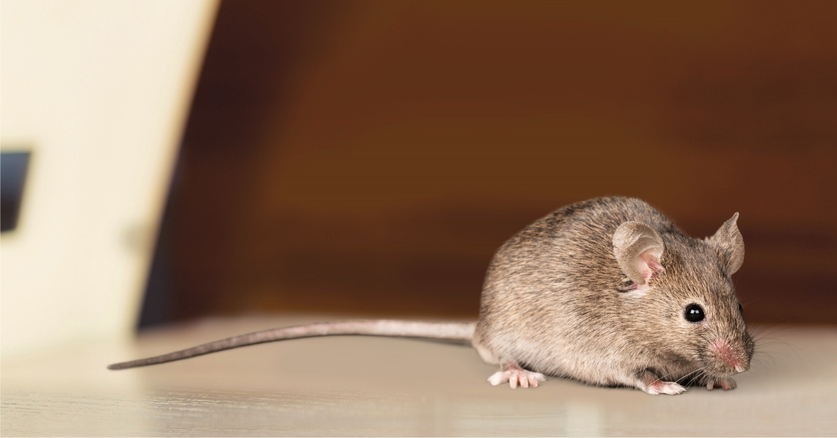 Mouse entering house