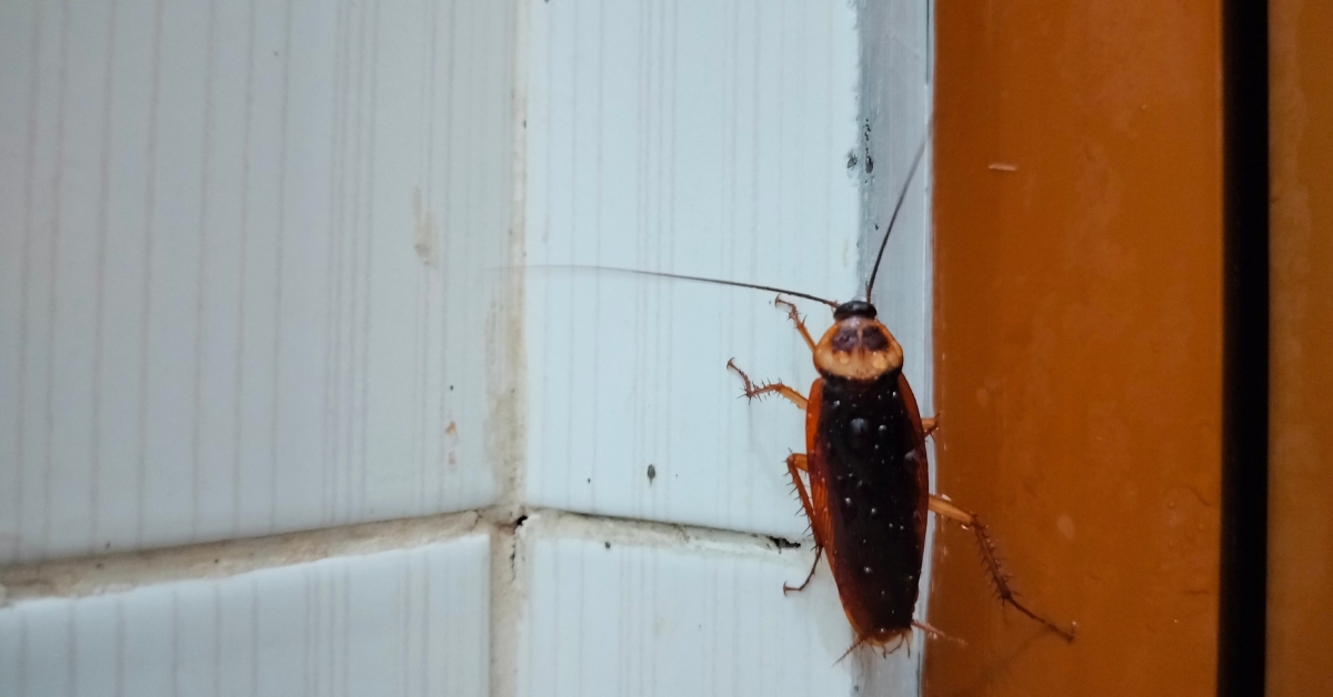 A cockroach climbing on a tiled wall